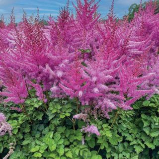 To Have and To Hold Astilbe Thumbnail